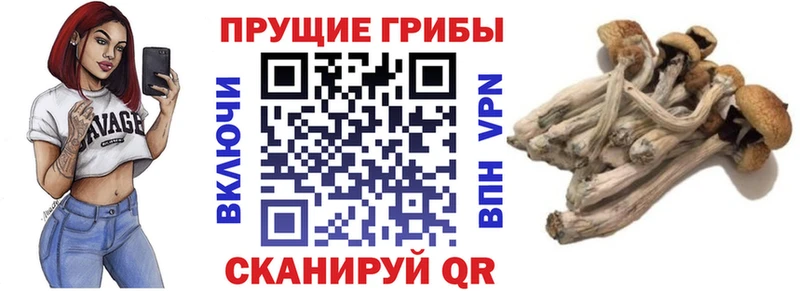 Галлюциногенные грибы прущие грибы  Ртищево 